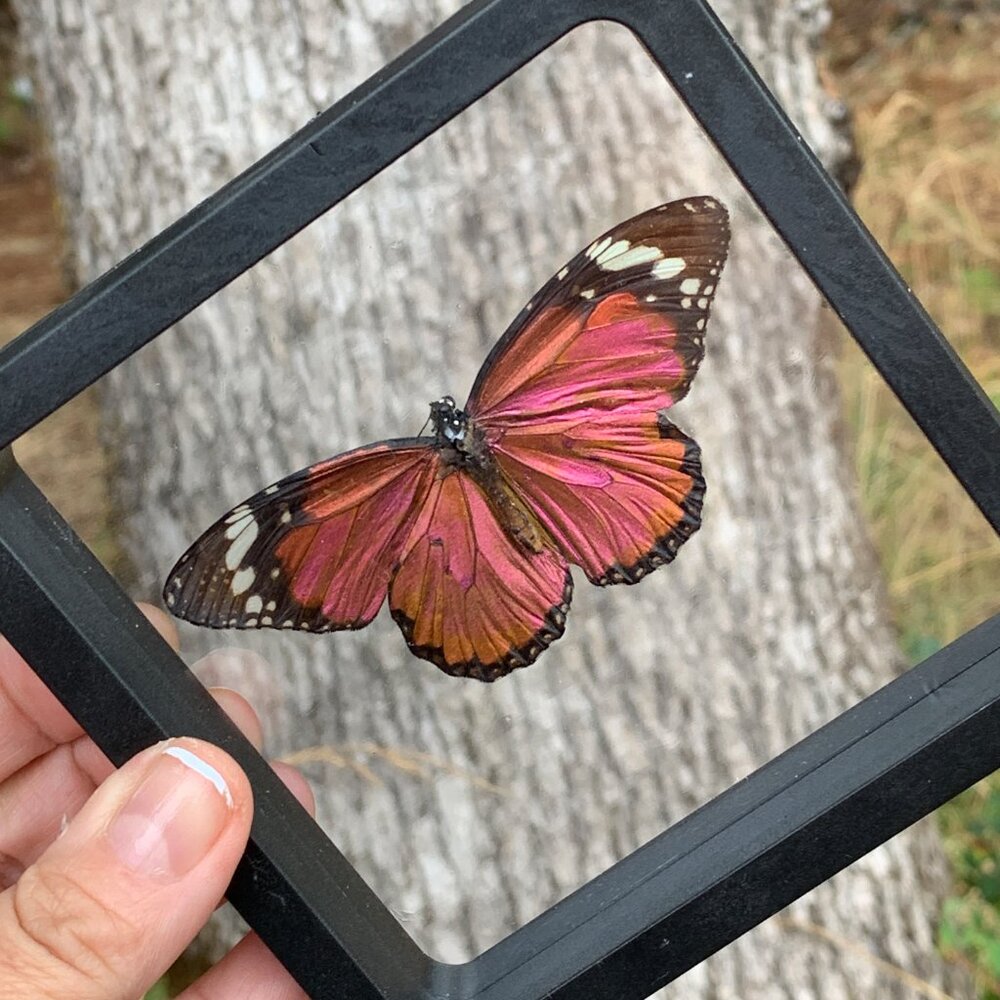 Sugarlight Real Butterfly